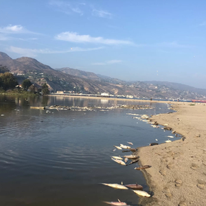 نفوق آلاف الأسماك قبالة سواحل كاليفورنيا بسبب الحرارة المتطرفة