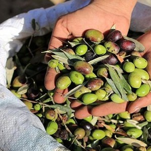 بعد الموسم المطري الأضعف منذ عقود.. موسم الزيتون يشهد أدنى إنتاج منذ 20 عامًا