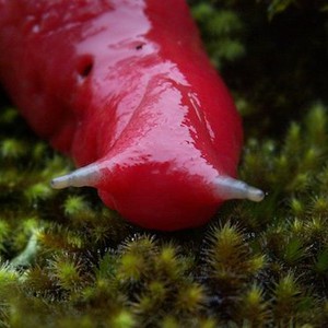 الحلزون الوردي العملاق يظهر بعد بـ 17 مليون عام من انقراضه