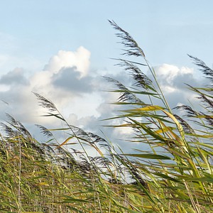 بلاد الشام والعراق | رياح شرقية قوية تهب الأحد على غرب سوريا ولبنان.. وتقلبات كبيرة على صعيد الحرارة