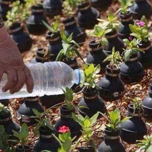 بالصور: فلسطينية تزرع الزهور وسط القنابل ردّاً على استشهاد ابنها