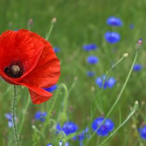 الأردن | شهر نيسان متقلب الحرارات