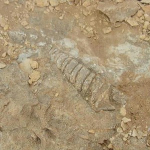 Pictures: A citizen finds sea snails south of Wadi Al-Dawasir