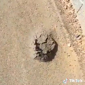 بالفيديو | فقع يخترق الاسفلت رغم سماكته في السعودية