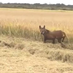 بالفيديو | ملايين المشاهدات لـ"حيوان غريب" ظهر على حدود سوريا والعراق.. ما حقيقته؟