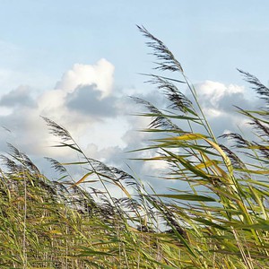 الأردن | اشتداد سرعة الرياح الشرقية الليلة ويوم الأربعاء،توصيات هامة 