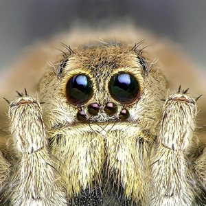 بالفيديو | مشهد صادم يوثق لحظة اصطياد عنكبوت لثعبان يفوقه بالحجم 10مرات ويعلقه بين السماء والأرض!