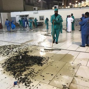 السعودية | بعد الفيديو المُتداول .. هل ظهور الجراد في مكة أمر طبيعي؟