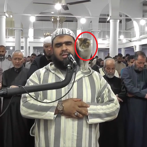 بالفيديو | قطة تقتحم المحراب وتصعد على كتف الإمام لتداعبه في صلاة التراويح