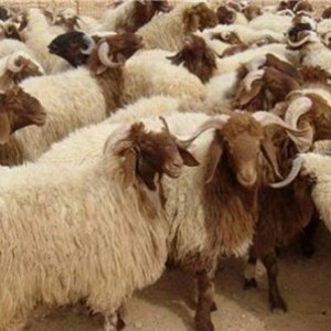 فقدان 1200 رأس من الأغنام جراء العواصف في الرويشد