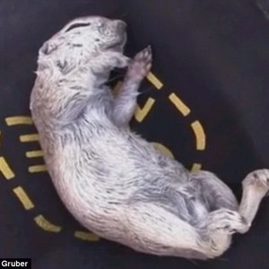 رجل ينعش قلب سنجاب صغير لتعود له الحياة (فيديو)