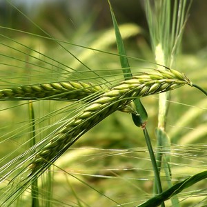 وزارة الزراعة تؤكد: امطار الخير تبشر بموسم زراعي جيد