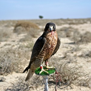 سعوديان يصطادان صقراً من نوع شاهين ويبيعانه بمبلغ طائل