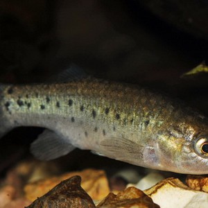 كارثة بيئية تُهدد الأسماك النادرة " التي لا تتواجد سوى بالأردن"  في واحة الأزرق 