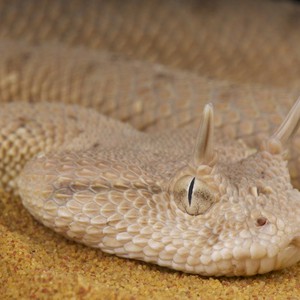 تحذير | شاهد كيف تختفي .. أم جنيب أخطر الأفاعي سُماً وأكثرها خُبثاً وإتقاناً للتخفي