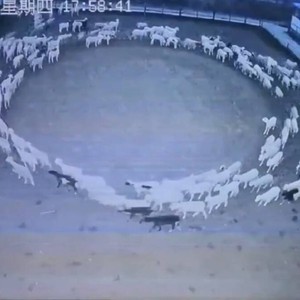 علماء يُقدمون تفسيرا محتملاً للغز دوران الأغنام في الصين لمدة 12 يوم متتالية