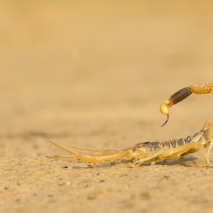black desert scorpion
