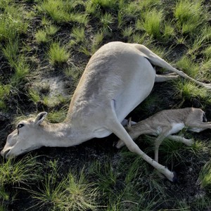  ظباء السيغا تموت بسبب مجهول في كازاخستان