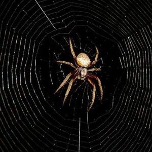 العلماء يكشفون عن أسرار مثيرة لخيوط العنكبوت 