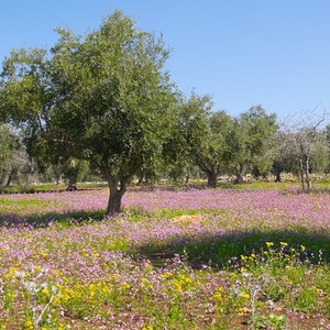 طقس نهاية الاسبوع .. ارتفاع على درجات الحرارة و طقس مناسب للرحلات 