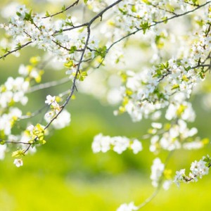 بالصور | أروع ألوان الربيع في بعض بلدان الشرق الأوسط