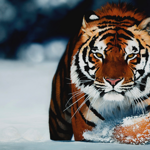 بالصور : 10 حيوانات تم إنقاذها من الإنقراض