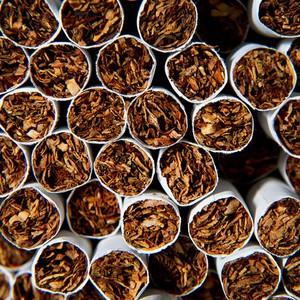 العلماء ينظرون بجدية إلى التبغ كعلاج واضح لفيروس إيبولا القاتل 