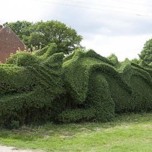 عجوز يبدع في قص شجرة على شكل تنين فقط بإستخدام المقص  