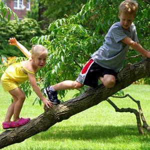 تسلق الأشجار يساعد في تحسين الذاكرة