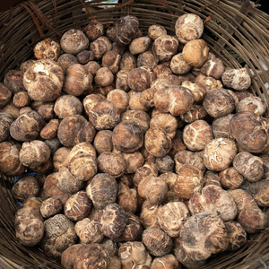 انتعاش سوق الفقع في السعودية بعد الأمطار التي شهدتها مناطق المملكة