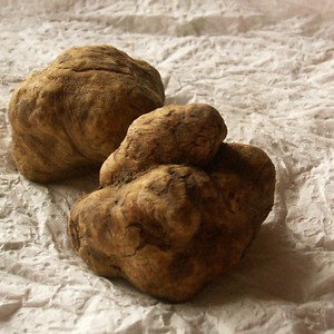 ما هو الكمأ (الفقع) وما فوائده؟