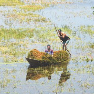 فيضانات بنجلادش تقضي على 700 ألف طن من محصول الأرز