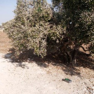 إربد: الموجة الحارة تتسبب بحرق أوراق أشجار الزيتون وتساقط ثمارها