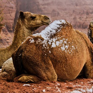 توقعات تساقط كثيف للثلوج على اجزاء من شمال السعودية في حالة تاريخية ونادرة