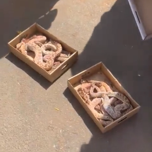 في السوق السعودي | بعد الجراد .. أفاعي أم جنيب تباع بالمزاد العلني وسعر العقرب الحي يتجاوز 140 ريال