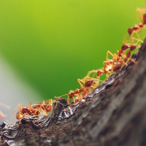 طرق آمنة وفعّالة للتخلص من النمل الموجود في المنزل | طقس العرب | طقس العرب