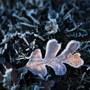 اتساع رقعة الصقيع هذه الليلة لتطال أجزاء واسعة من لبنان ، وتحذيرات جدية للمزارعين