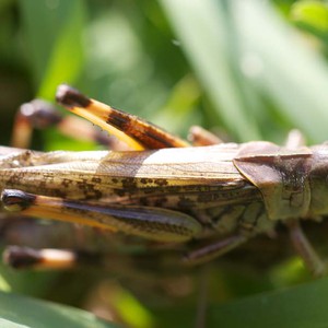 عاجل : أسراب من الجراد تهاجم جنوب غرب السعودية