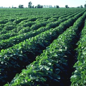 نصائح زراعية من 4- 8 كانون الأول