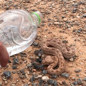 شاب مغربي ينقذ حياة أفعى قاتلة من الموت عطشًا