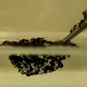 صدق أو لا تصدق .. شاهد ماذا يفعل النمل لو حاولت إغراقه بالماء