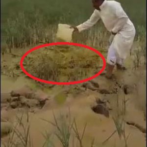 ظهور غريب للأسماك في صحاري الرياض