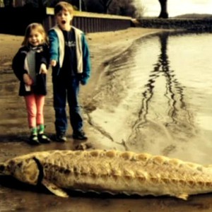 بالفيديو: الذئب الاطلسي .. السمكة الأكثر رُعباً على الإطلاق