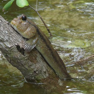 أسماك تمشي بعد خروجها من الماء بمدة طويلة !