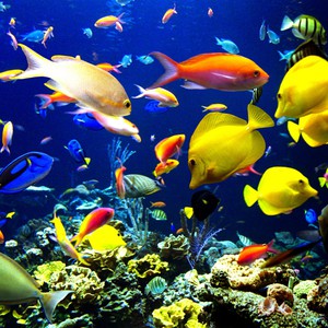 سمكة تعاقب قطتين فضوليتن ...شاهد ماذا حصل!