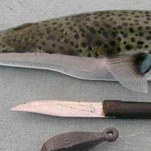 بالفيديو: سمكة بدون رأس أو أحشاء تهاجم سيدة أثناء تنظيفها