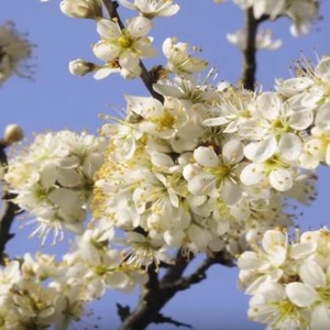 شاهد كيف تزهر الورود بالعرض البطيء 