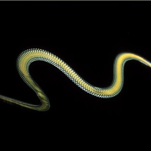 هل شاهدت يوماً ثُعباناً يطير ؟ شاهد بالفيديو 