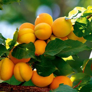 شجرة تنتج 40 نوع من الفواكه في الوقت ذاته 