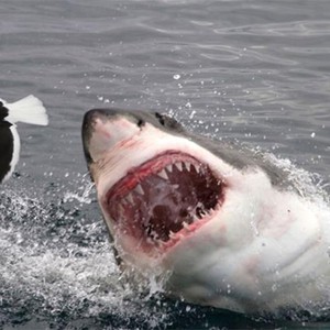 سمكة عملاقة تبتلع سمكة قرش دفعة واحدة 